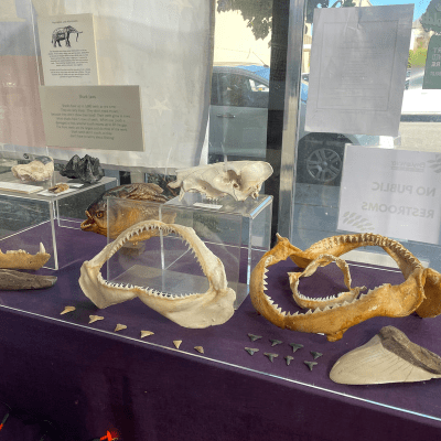 Shark jaws display with fossils in a glass case on a purple surface.