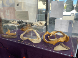 Shark jaws display with fossils in a glass case on a purple surface.